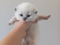 REZERVEYE HAZIR YAVRU KEDİLER