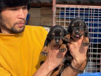Doberman yavrularımız