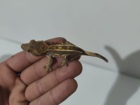 Crested ve Leopard Geckolar
