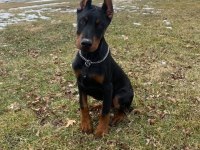 HEYBETLİ ESTETİKLİ DOBERMAN SAĞLIK VE IRK GARANTİLİ