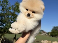 AYICIK KAFA POMERANİAN BOO TEDDY FACE