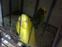 Yavru ve anaçlar mevcut