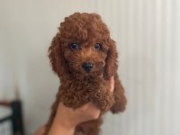 Red brown kore kan Toy poodle