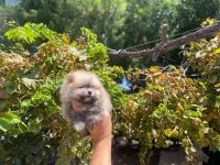 Pomeranian boo erkek