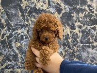 Toy poodle yavrularım orijinal