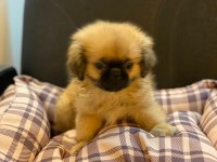 Emperyal Pekingesse