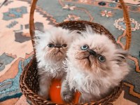 Himalayan Persian Tatlı Yavrumuz