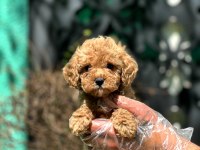 Toy Poodle Bebeklerimiz