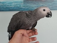 JAKO VE BLUE FRONT AMAZON PAPAĞANI