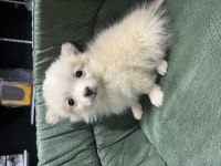 BÜYÜMEYEN KÜÇÜK EVDE BAKILACAK KÖPEĞİMİZ