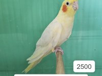 ÜRETİME UYGUN ERKEK SULTAN PAPAĞANLARI