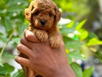 TOY POODLE YAVRULARI