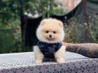 Sevimli Pomeranian Yavru Köpekler
