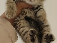Yeni yuvasına gitmeye hazır scottish fold