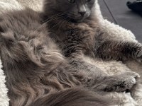 ücretsiz 6 aylık british longhair