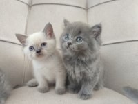 Safkan Anne Babadan British Shorthair Ayı Surat Yavrular