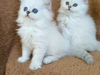 Okyanus gözlü silver point british longhair yavrular