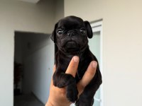 Sağlık Ve Irk Garantili Pug Mops Yavrularımız