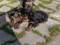 Yorkie terrier