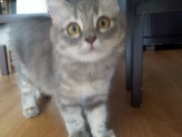 5 aylık British longhair
