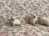 British Shorthair Yavrularım Yuvalarını Bekliyor