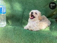 Sevimli maltipoo yaramaza yeni bir yuva