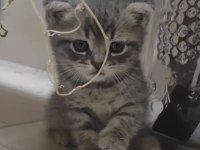 İki aylık erkek scottish fold