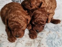 15 GÜNLÜK KORE KAN SAFKAN TOY POODLE BEBEKLER