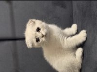 Scottish Fold 3 Aylık