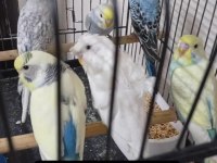 Kuşlarımız hakkında bilgi için yazmanız yeterli
