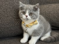 British Shorthair Bicolor