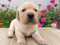 FCI-KIF secereli Labrador Retriever Yavrular