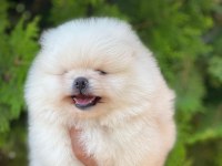 Pomeranian boo yavrular