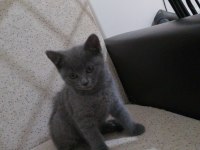 British shorthair 2 aylık dişi