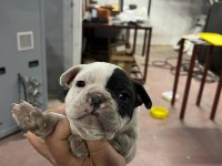Köpeklerimiz sütten kesildiler mama yiyorlar