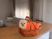 Güzel Yavrularımız Pomeranian Boo