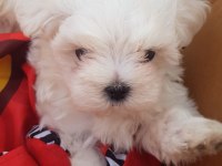 Orjinal Kore Maltese Yavrularımız
