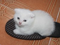 Safkan Beyaz Scottish Fold Yavrularımız