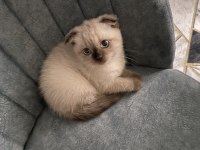 Scottish fold yavru