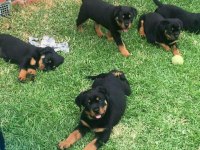 Muhteşem Rottweiler Bebekler Güvenli Kapıya Teslim