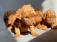RED BROWN KORE TOY POODLE YAVRULAR