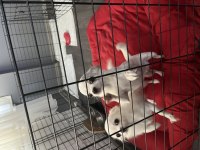 Şivava köpekler için lütfen whatsapp dan iletişime geçin