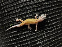 Leopard gecko