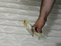 Sultan papağanı yavruları ele alışık