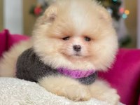 A kalite pomeranian boo yavrularımız (boş geçmeyin)