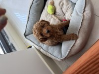 Toy Poodle Dişi Tek Yavrum