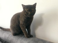 British shorthair kedisi 8-10 aylık