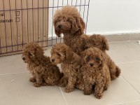 Profesyonel ruhsatlı çifrlikden toy poodle yavrular