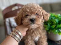 Yakışıklı maltipoo oğluşum Barney