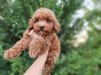 Aşılı Mikroçiplii Maltipoo Yavrularımız